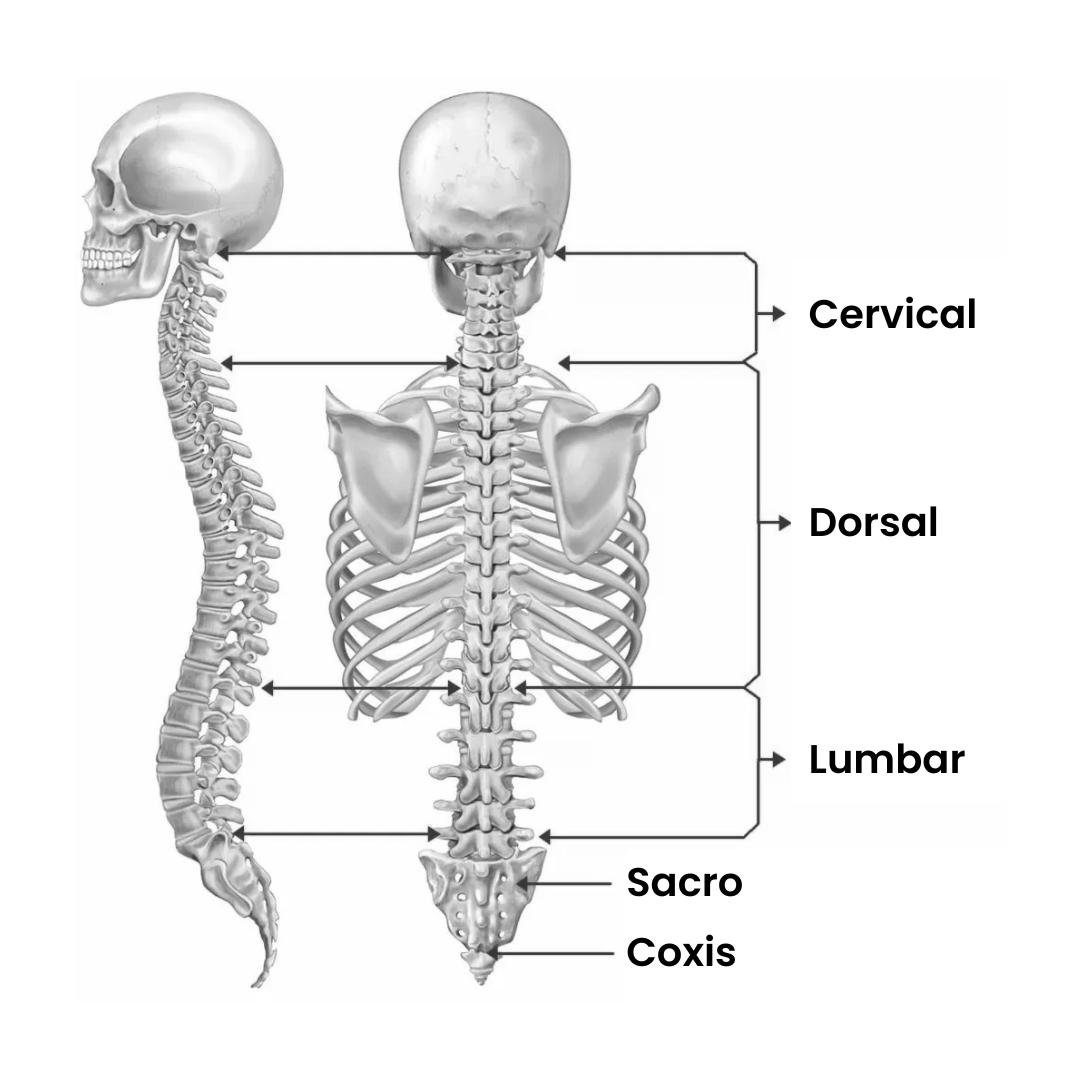 Zonas de la columna: cervical, dorsal, lumbar